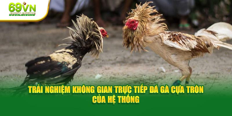 Trải nghiệm không gian trực tiếp đá gà cựa tròn của hệ thống