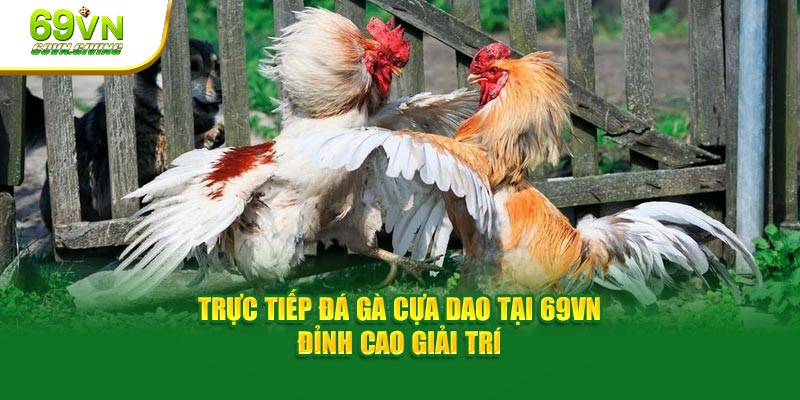 trực tiếp đá gà cựa dao